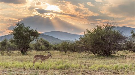 Safari in Pilanesberg National Park - The Hauns in Africa