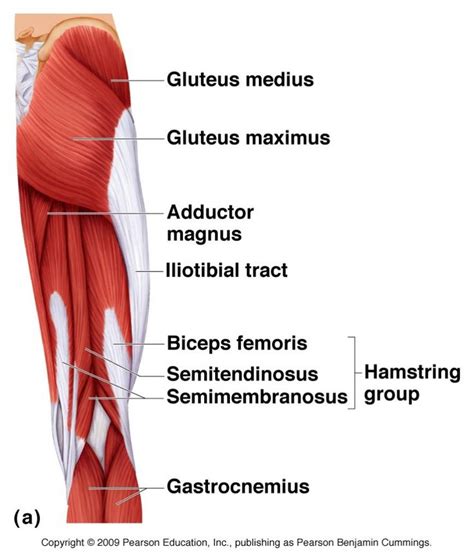 Image result for anatomy of hamstring muscles | Hamstring muscles ...