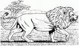 Amazing Realistic Jungle Animal Coloring Pages Realistic Coloring  sketch template