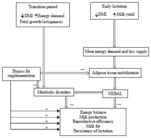 A Review on the Role of Energy Balance on Reproduction of Dairy Cow