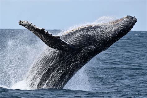 Gold Coast Humpback Whale Migration | Whale Watch Queensland