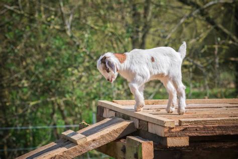 350+ Baby Goat Jumping Stock Photos, Pictures & Royalty-Free Images - iStock