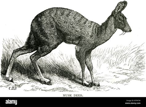 musk deer artiodactyls Moschus Moschidae herbivores leaves flowers ...