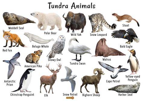 Tundra Animals List, Facts, Adaptations, Pictures | Arctic tundra, List of animals, Animal ...