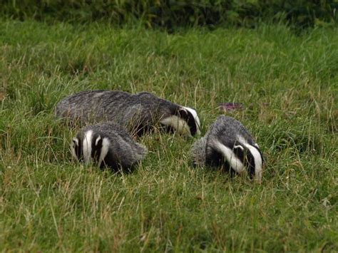 9 Cool Badger Facts and a Way to Help Save Them | PETA