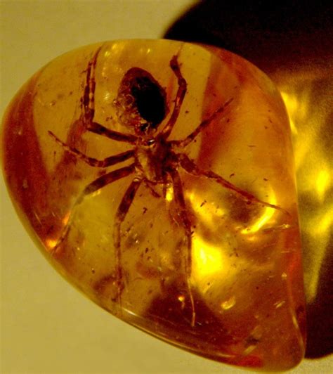 amber spider | Amber fossils, Fossils, Amber