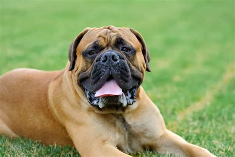 Top 9 English Mastiff Breeders In The U.S.