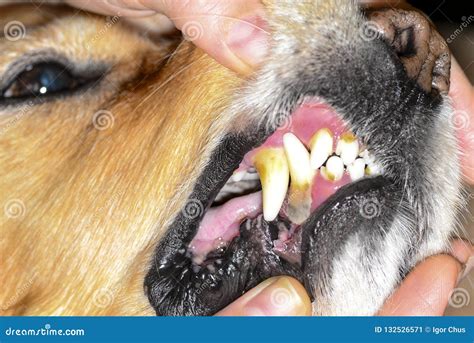 Stone Plaque on the Teeth of a Dog Ukreina Stock Image - Image of prevention, rehabilitation ...