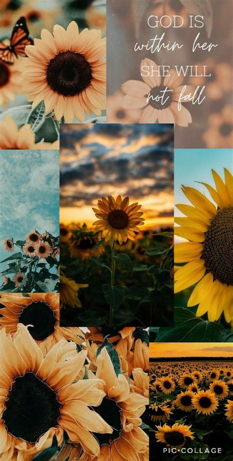 Aesthetic Sunflower Wallpaper