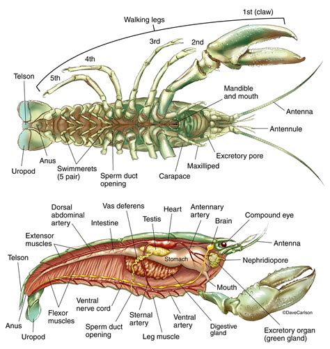 Crayfish Anatomy | Image License | Carlson Stock Art