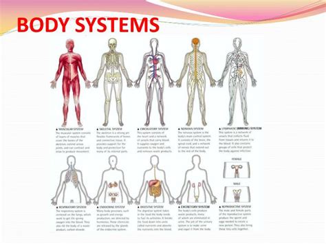 PPT - BODY SYSTEMS PowerPoint Presentation, free download - ID:1984174