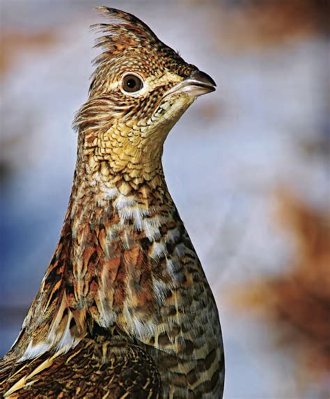 Tips and Tactics: How to Hunt Grouse | Outdoor Life