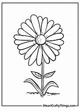 Free Coloring Page Of Daisy Leaves sketch template
