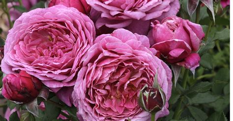 New rose varieties for 2020 - The San Diego Union-Tribune