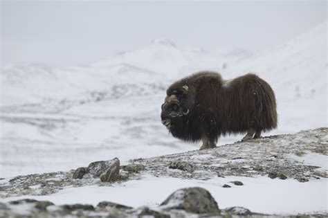 A musk ox’s soft brownish wool-like underhair, called “qiviut,” is extremely warm and soft, and ...