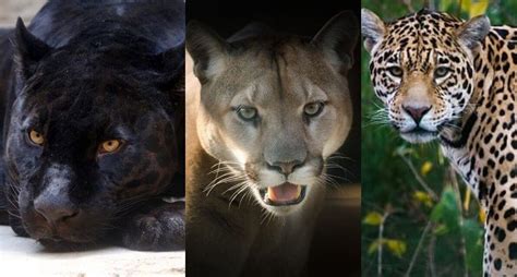 nichel expirare oală puma panther cougar jaguar Visa Reglabil efemer