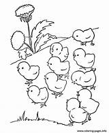 Cute Baby Chicks Preschool S Farm Animals8adb Coloring Page Printable sketch template