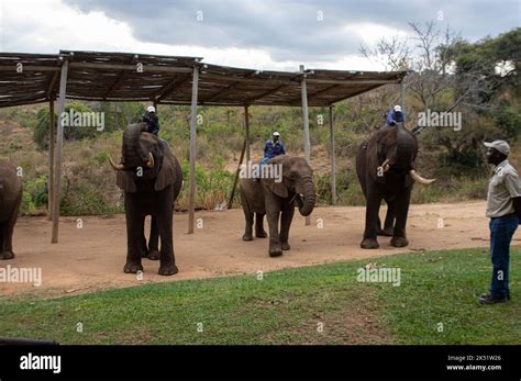 Elephant demonstration at Elephant Sanctuary Hazyview Stock Photo - Alamy