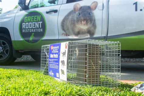 The Most Effective Rodent Control Methods | Green Rodent Restoration