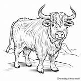 Yak Coloring Pages  Free & Printable sketch template