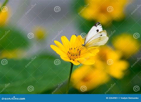 A Pieris Brassicae Butterfly Stock Image - Image of gardening, botanic: 2264981