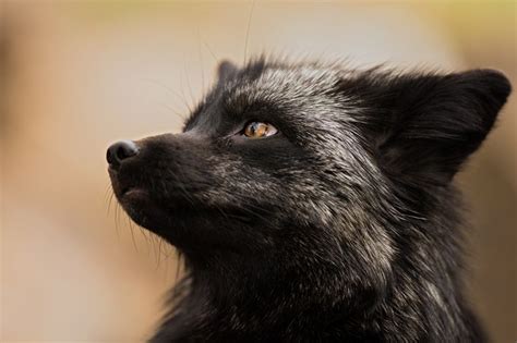 Silver Fox by Thomas Chadwick on 500px | Fox, Silver fox, Pet fox