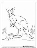 100  Kangaroo coloring Pages Free PDF To Print Woo Coloring sketch template