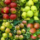 Apple Tree Seeds Pink Lady Fuji Gala Honey Crisp Envy Gold/Red Deli Native Fruit | eBay