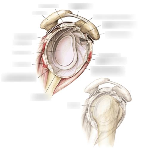 Shoulder joint capsule Diagram | Quizlet