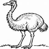 Emu Bird coloring pages For Book 43335955 Vector Art At Vecteezy sketch template