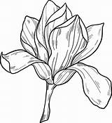 Magnolia Coloring Pages Printable For Free Download sketch template