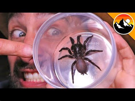 Milking the World's Most Venomous Spider! - YouTube