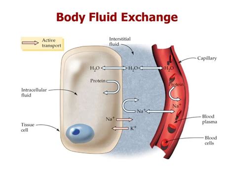 Body fluid exchange, The electrical characteristic of the cells, Osmosis & Filtration | Science ...