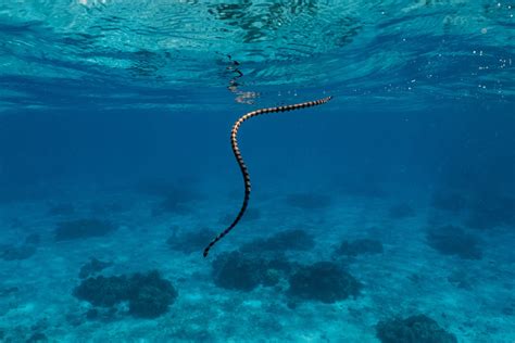 Sea Snake Facts: 16 Facts about Sea Snakes