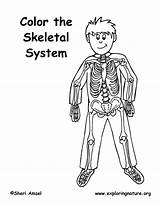 Anatomy Of A Skeletal System Coloring Pages sketch template