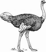Ostrich Coloring Sheet sketch template
