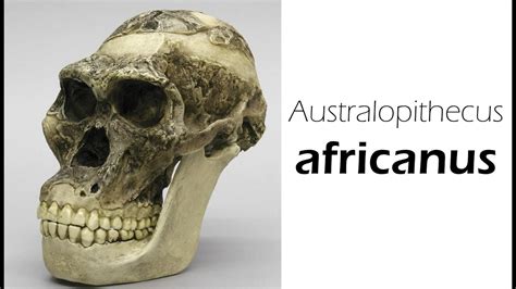 Australopithecus africanus - Alchetron, the free social encyclopedia