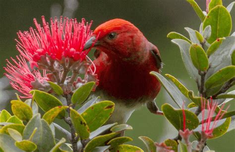 'Apapane - American Bird Conservancy