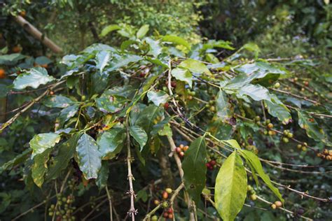 Colombian Researchers Discover Aggressive New Variants of Coffee Leaf RustDaily Coffee News by ...