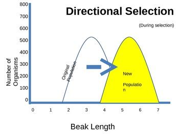 EVOLUTION: Selection graphs POWERPOINT (disruptive, direction, stabilizing)