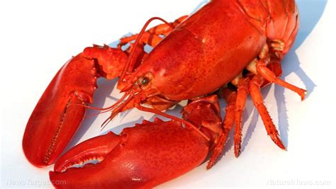 Lobster – sources, health benefits, nutrients, uses and constituents at ...