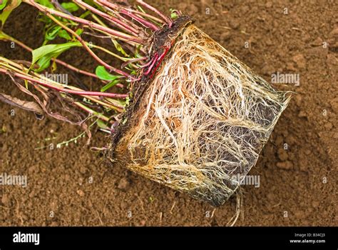 Pot bound perennial showing fibrous root structure shortly before being ...