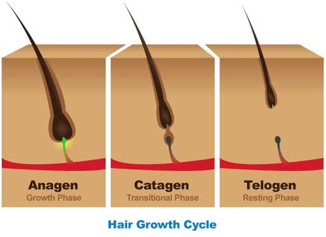 Women's Hair Loss 101: Hair follicle structure and hair growth cycle