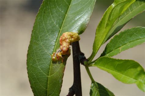 Peach Leaf Curl: Biology and Control — Plant & Pest Advisory