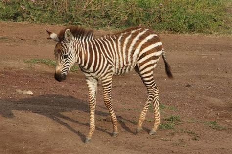 Famous Pictures Of Wild Animals In Eritrea | Pictures of Nnature