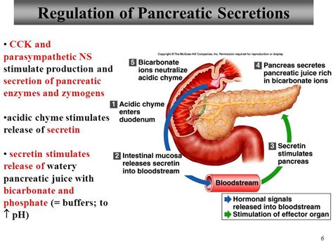 Image result for pancreas digestive function bicarbonate enzymes | Digestive function, Pancreas ...