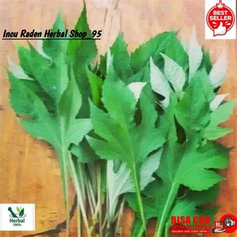 Jual DAUN INSULIN SEGAR 1KG BUAT OBAT DIABETES | Shopee Indonesia