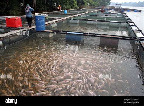 Fresh water fish farm in Terengganu, Malaysia Stock Photo: 8753449 - Alamy