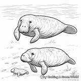 Manatee Coloring Pages  Free & Printable sketch template
