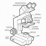 Microscope Answer Coloring Pages sketch template